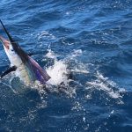 Sailfish 39 montebello islands wa record blue lightning fishing charters billfish